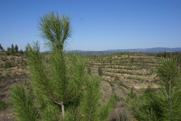 Proença-a-Nova | Inscrições para vigilância da floresta em projeto de voluntariado já estão abertas