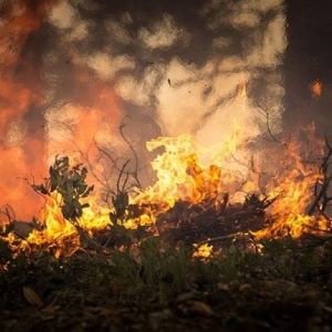 Autarca: Chamas em Odemira “tocadas” a “vento forte” e “alguns montes” evacuados