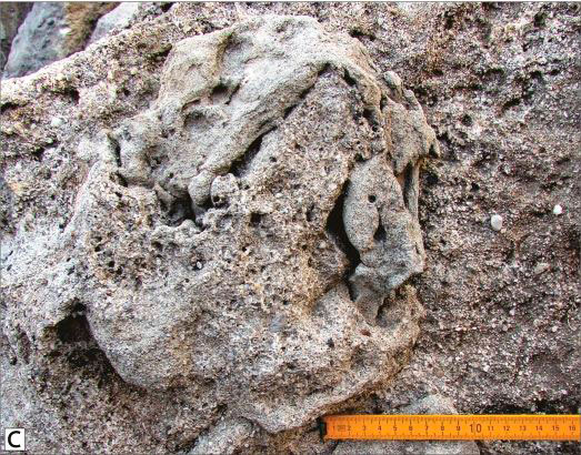 Estudo revela novos dados sobre pegadas de dinossauros carnívoros do Jurássico no Cabo Mondego