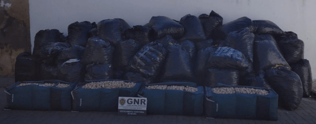 Apreendida mais de uma tonelada e meia de cápsulas de papoila em Moura