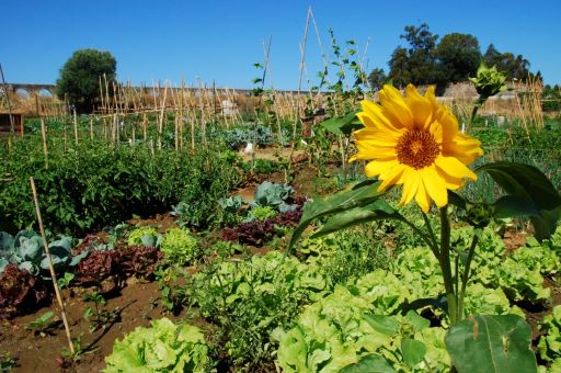 HORTAS URBANAS DE ÉVORA JÁ DISPÕEM DE ILUMINAÇÃO PÚBLICA ALIMENTADA 100% A ENERGIA SOLAR