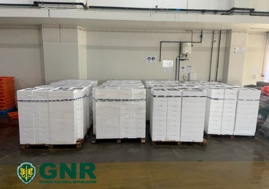 Mais de cinco toneladas de biqueirão apreendidas em Aveiro