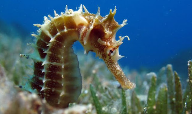 Libertados cavalos-marinhos na Ria Formosa para travar queda de população