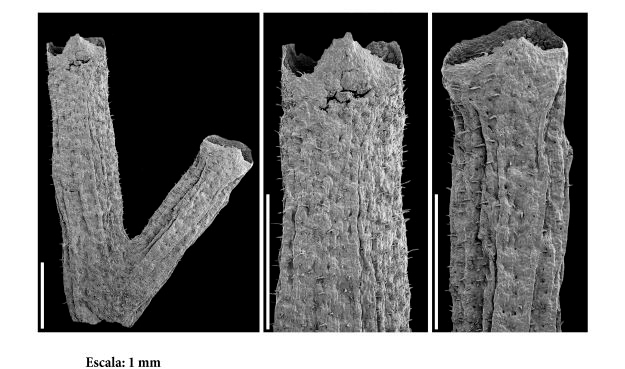 Cientistas da Universidade de Coimbra descobrem fóssil de nova espécie de planta no distrito de Leiria