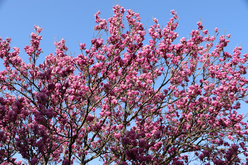 Primavera vai ser mais quente e seca do que o normal, alerta IPMA