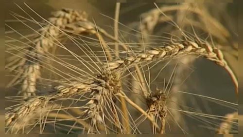 MUNDO| Sistema alimentar mundial em risco de colapso