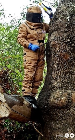 MUNICÍPIO DE SILVES APOSTA NA PREVENÇÃO E COMBATE À VESPA VELUTINA (ASIÁTICA)