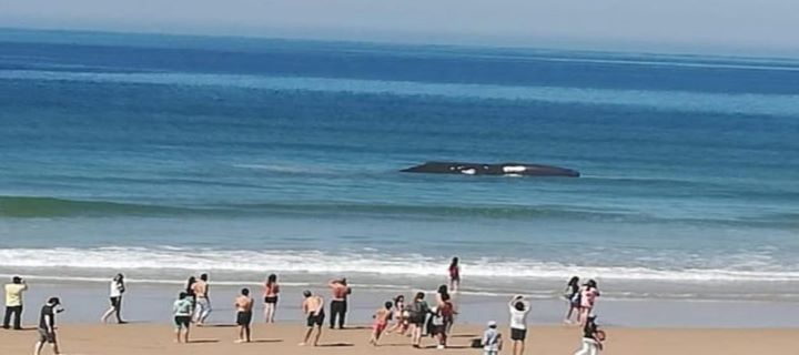 A baleia que estava encalhada na praia de Fonte da Telha morreu