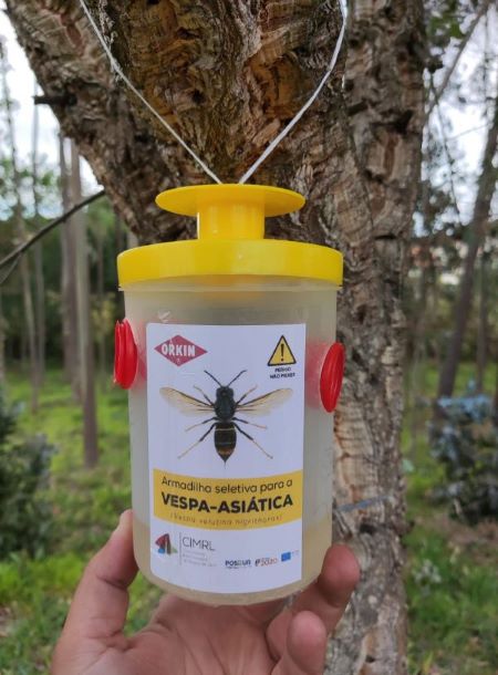 INSTALAÇÃO DE ARMADILHAS PARA VESPA ASIÁTICA REFORÇADA NA MARINHA GRANDE