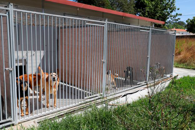 Marinha Grande | VACINAÇÃO ANTIRRÁBICA E IDENTIFICAÇÃO ELETRÓNICA DE CÃES