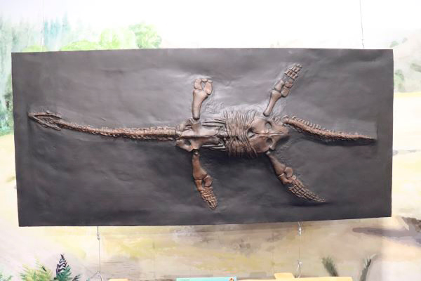 Marinha Grande | EXPOSIÇÃO DO PLESIOSSAURO DE SÃO PEDRO DE MOEL NA MARINHA GRANDE