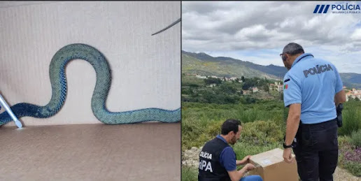 Cobra com mais de 1 metro capturada em Escola da Covilhã