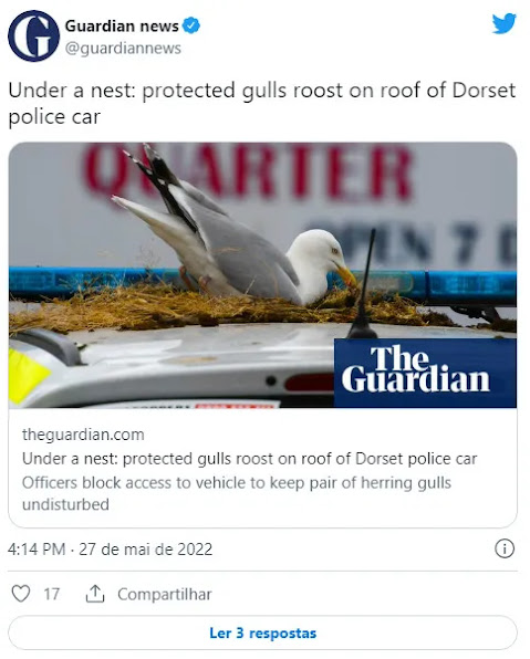Gaivotas fazem ninho num carro da polícia de Dorset. Viatura sai de serviço para não se perturbar as aves