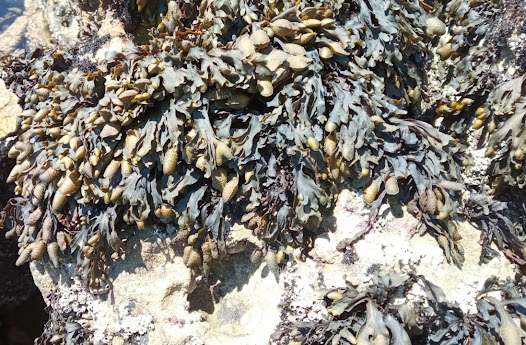 Macroalga da costa de Peniche permite atrasar o envelhecimento da pele