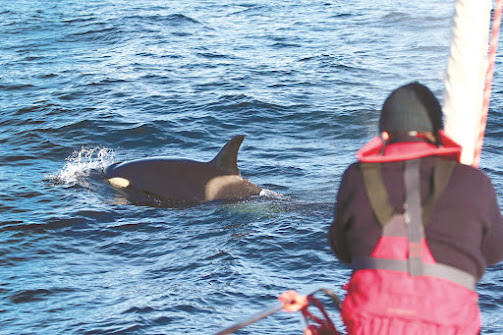 Ataques de orcas no mar português triplicaram em 2021