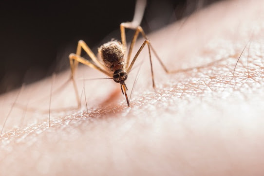 Investigadores desenvolvem tecnologia para detetar mosquitos transmissores de doenças