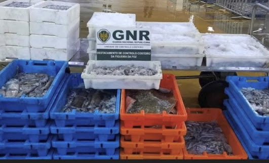 ÍLHAVO | Apreendidos 344 quilos de pescado