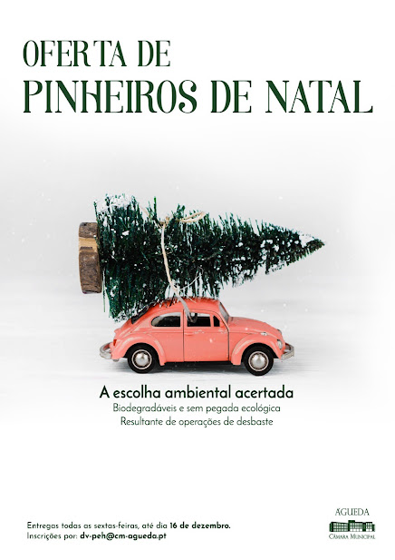 Câmara Municipal de Águeda oferece Pinheiros de Natal