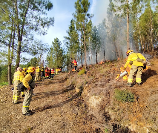 Proença-a-Nova | Concelho recebeu formação de fogo controlado em povoamento de pinheiro bravo