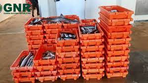 Apreendida mais de uma tonelada de pescado fresco na Gafanha da Nazaré