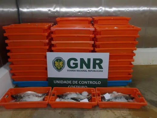 MONTEMOR-O-VELHO: Mais de 600 quilos de pescado, apreendidos em período de defeso