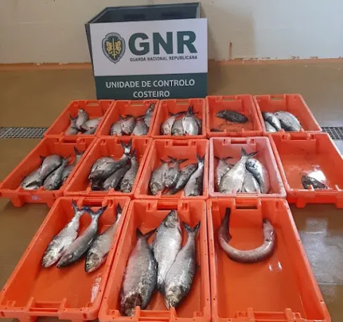 Quase 70 quilos de pescado apreendidos na Figueira da Foz