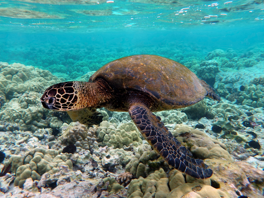Estudo de genoma pode ser a chave para a sobrevivência das tartarugas marinhas
