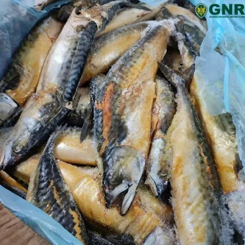 Apreendidas mais de 110 toneladas de pescado impróprio para consumo na Gafanha