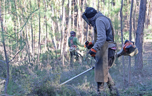 Proença-a-Nova | Município realiza trabalhos de limpeza florestal e controlo de espécies invasoras em locais estratégicos