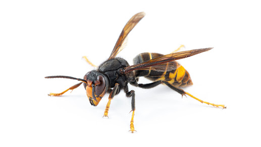 Proença-a-Nova | CCV da Floresta recebe workshop sobre vespa asiática