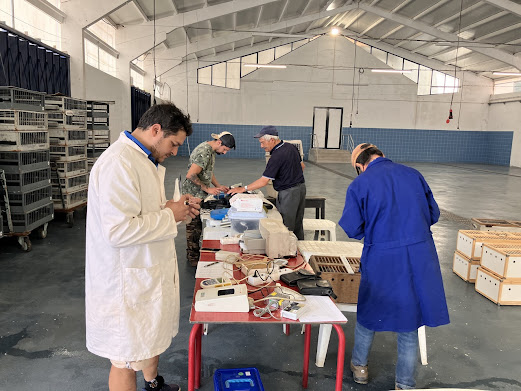 COLUMBÓFILIA: José Rossa Ribeiro venceu concurso de Requena e continua a comandar a classificação geral de concorrentes e Nuno & Filho volta a assumir a liderança do troféu Crédito Agrícola