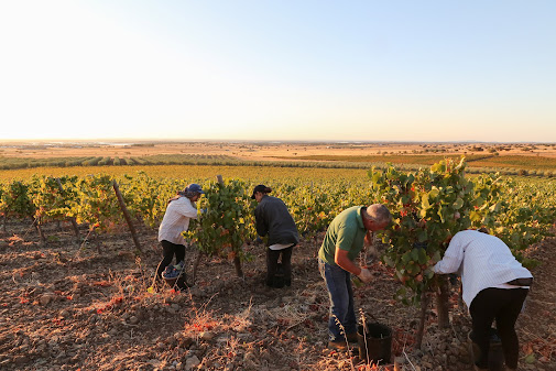 Reguengos de Monsaraz vai promover produtores de vinho e enoturismos nas redes sociais