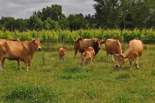Coimbra | ESAC oferece novas Licenciaturas em Agronomia e Zootecnia