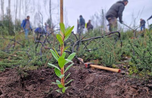 Projeto FUTURO: Até 2026, tem como meta a intervenção de mais de 100 Hectares adicionais e a plantação de 75.000 árvores nativas