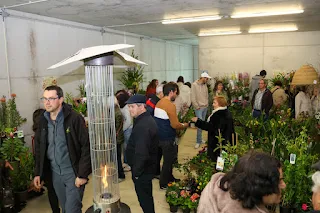 II Oliveira em Flor