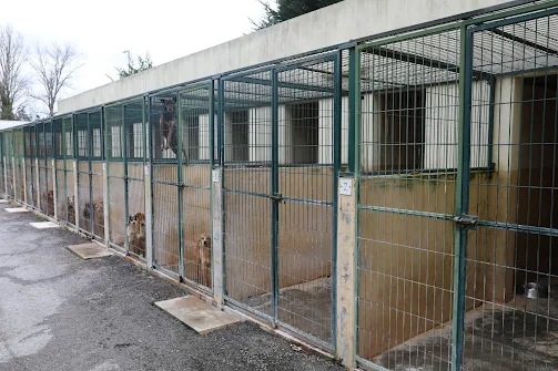 Adota + iniciou em maio do ano passado. Programa do Município de Cantanhede promoveu a adoção de 78 animais no último ano