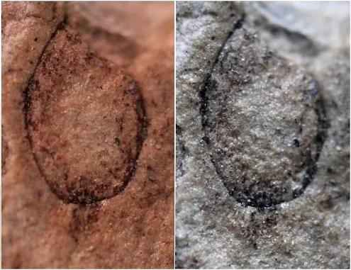 Coimbra | Descobertos fósseis de fungos gigantes com 300 milhões de anos na região de Aveiro