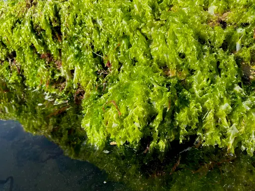 Universidade de Coimbra: Estudo avalia risco de exceder limites de segurança de metais tóxicos e iodo pelo consumo de macroalgas e halófitas em Portugal