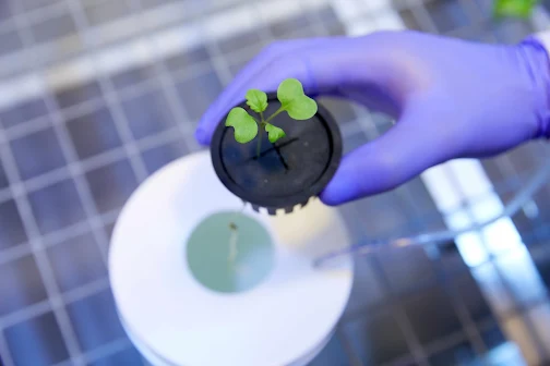 Explorar o potencial dos recursos marinhos para uma agricultura sustentável. INNOVATION AWARDS ROULLIER TÊM 300 MIL EUROS PARA ATRIBUIR AO MELHOR PROJECTO DE INVESTIGAÇÃO APLICADA