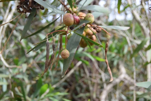 Coimbra | Inseto australiano reduz até 98% a produção de sementes de acácia-de-espigas nas dunas portuguesas