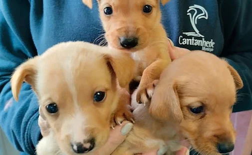 Cantanhede | Até 15 de dezembro. Está a decorrer a 2.ª fase da campanha de apoio à esterilização de animais