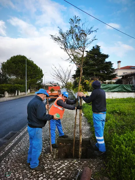 No âmbito da estratégia de requalificação do espaço público. INOVA-EM planta 60 jacarandás em rua de Cantanhede