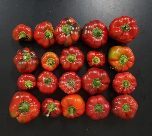 Agrária de Coimbra regista variedades de sementes próprias