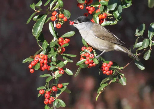 Coimbra | Estudo mostra que a preferência das aves por frutos raros é importante para a manutenção da biodiversidade