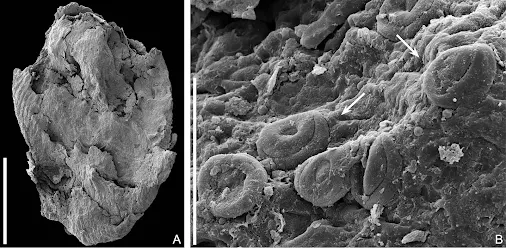Novo cone de conífera com cerca de 133 milhões de anos descoberto no Cretácico Inferior de Portugal