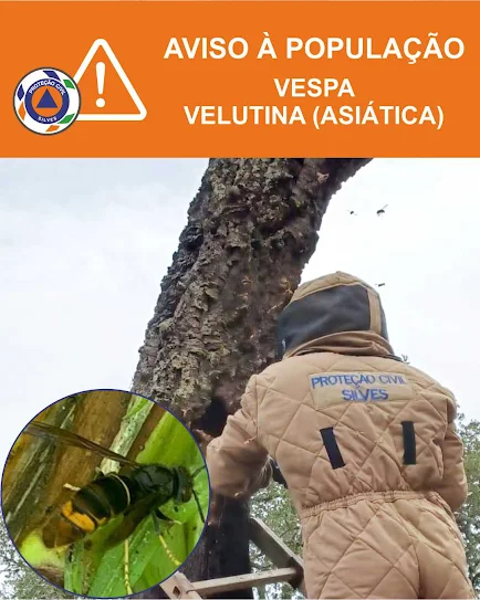 INFORMAÇÃO À POPULAÇÃO – VESPA VELUTINA (ASIÁTICA)
