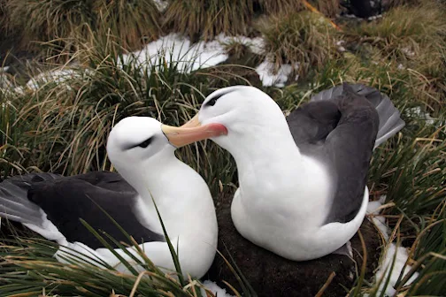 Coimbra | Estudo liderado pela UC deteta microplásticos e contaminantes químicos em aves marinhas subantárticas