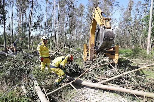 MARINHA GRANDE PROSSEGUE COM LIMPEZA DE TERRENOS E DESOBSTRUÇÃO DA REDE VIÁRIA FLORESTAL APÓS TEMPESTADE KRISTIN