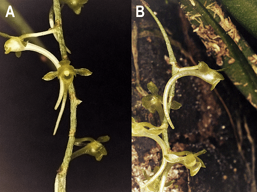 Universidade de Coimbra coordena descoberta de novas orquídeas africanas com sistema de polinização raro