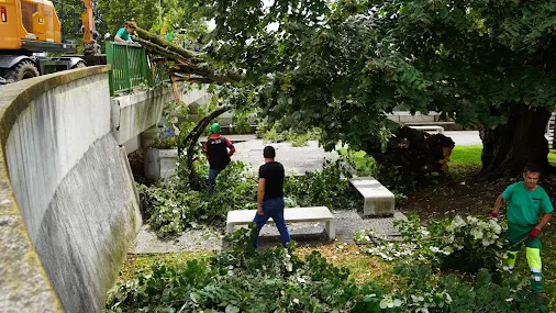 Câmara de Águeda remove árvore junto ao Posto de Turismo por razões de segurança